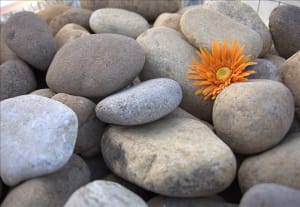 River Pebbles in Cyprus