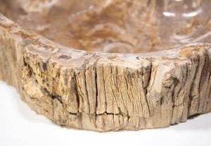 Sink Fossil in Cyprus Petraland